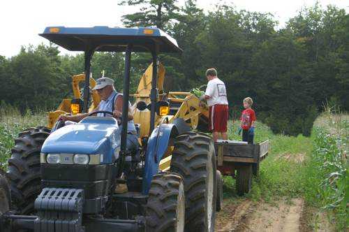 Corn Picking